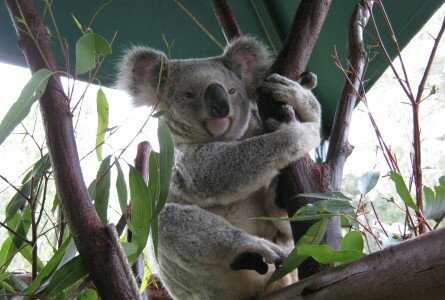 Wildlife Extinction — What Have We Lost and What Could We Lose?